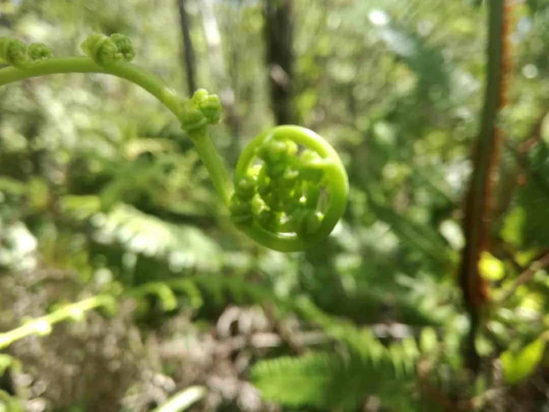 Co może rosnąć w japońskich górach? Odkryj niezwykłą florę